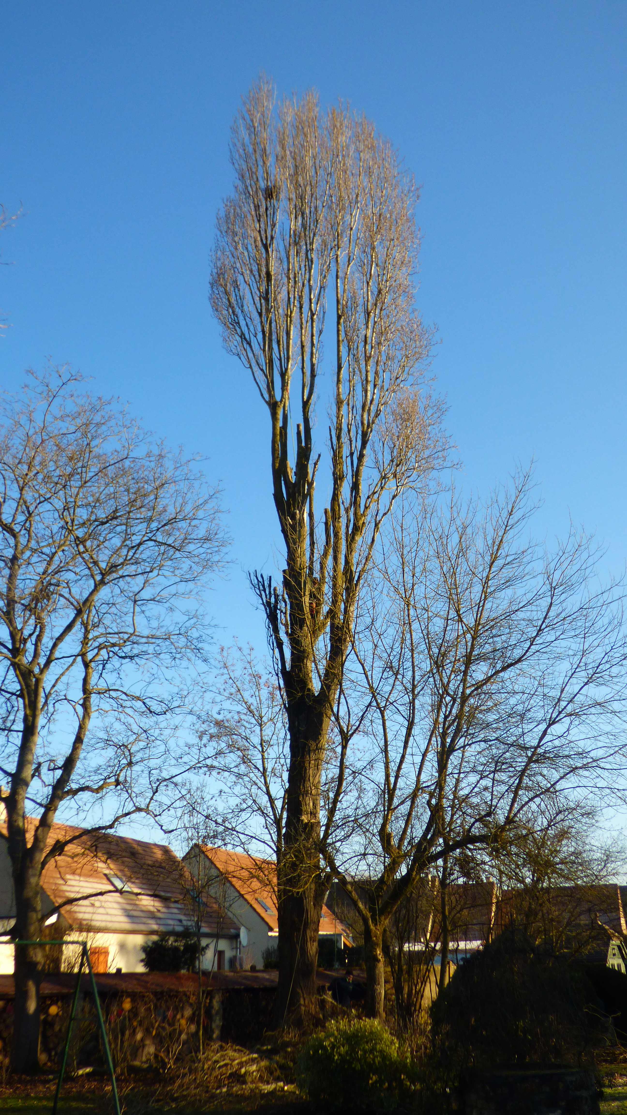 elagage abattage peuplier La Houssay en brie 7710
